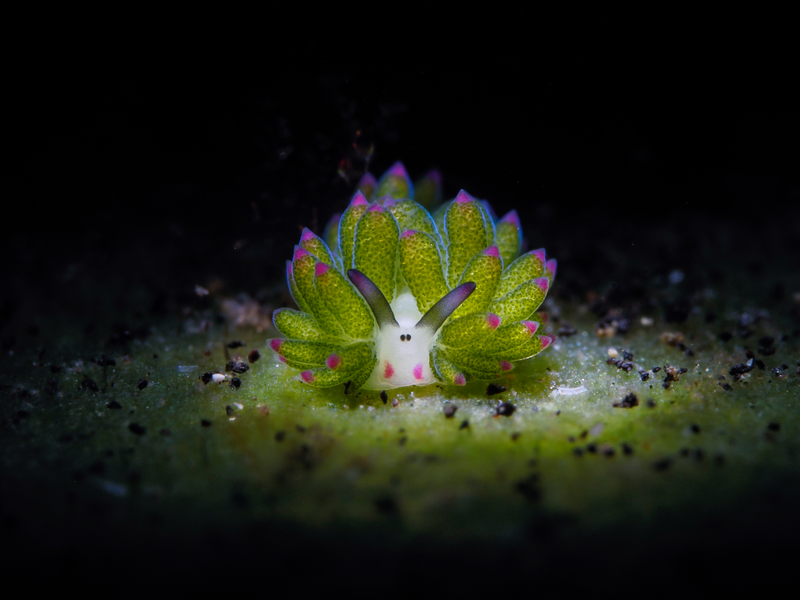 Illustration for article titled 2018's Award-Winning Ocean Photos Will Transport You to Another Planet